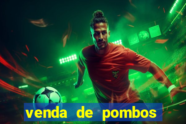 venda de pombos correios olx